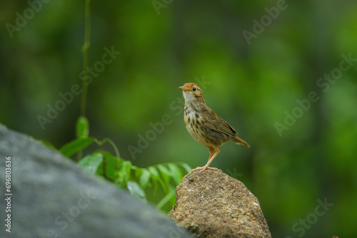 Puff-throated Babbler (Pellorneum ruficeps) on stone birdwatching in the forest