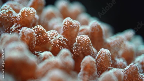 Underwater video, close up of coral, Pocillopora species, emitting fluorescent light. Abstract marine background photo