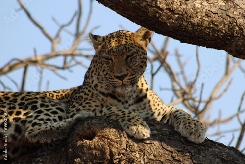 Leopard in the Tree