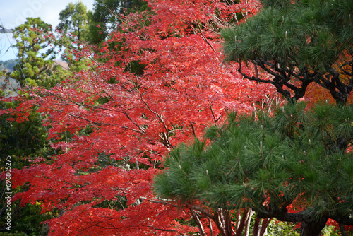 秋の金戒光明寺　境内の紅葉　京都市左京区黒谷 photo