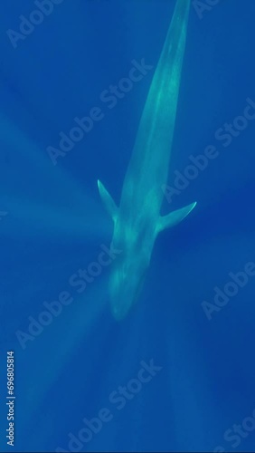Vertical video - Blue whale slowly swims in blue water in the morning sunrays. Great Blue whale (Balaenoptera musculus) Top view, Slow motion, Indian Ocean photo