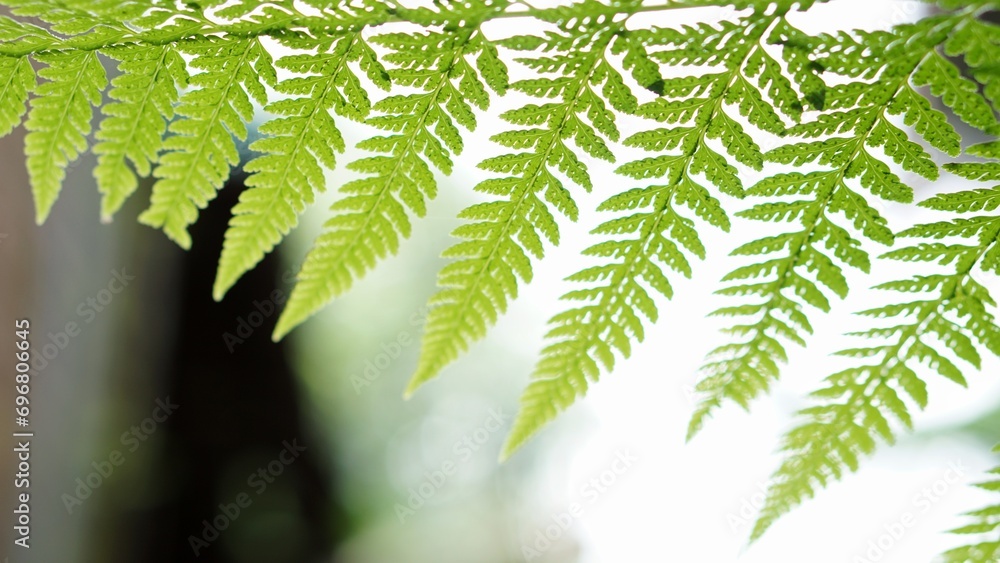 Beautiful fern leaf texture in nature. Natural ferns blurred background. Fern leaves Close up Beautiful fern leaf texture in nature. Natural ferns blurred background. Fern leaves Close up