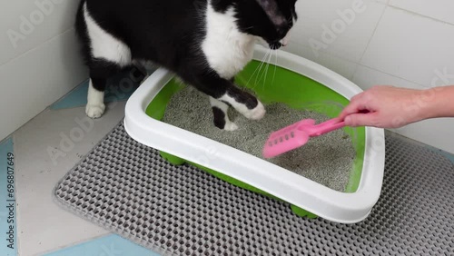 Hilarious cute funny Cat Attacks, plays and bites owner Hand During cat Litter Cleaning. Feline Care Routine: woman cat owner cleaning a kitty litter box by scooping litter clumps.