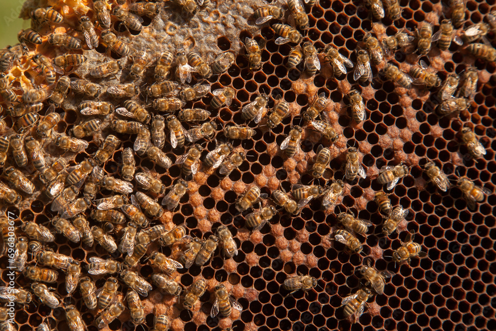Working bees in a hive on honeycomb. Bees inside hive with sealed and open cells for their young.. Working bees in a hive on honeycomb. Bees inside hive with sealed and open cells for their young..