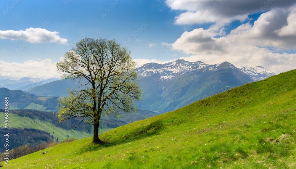 lone bare tree on springtime green slope with majestic mountain vista