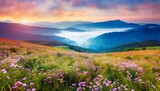 foggy summer sunrise in mountains valley stunning morning landscape of carpathian mountains with field of bloosom flowers ukrainiane europe beauty of nature concept background