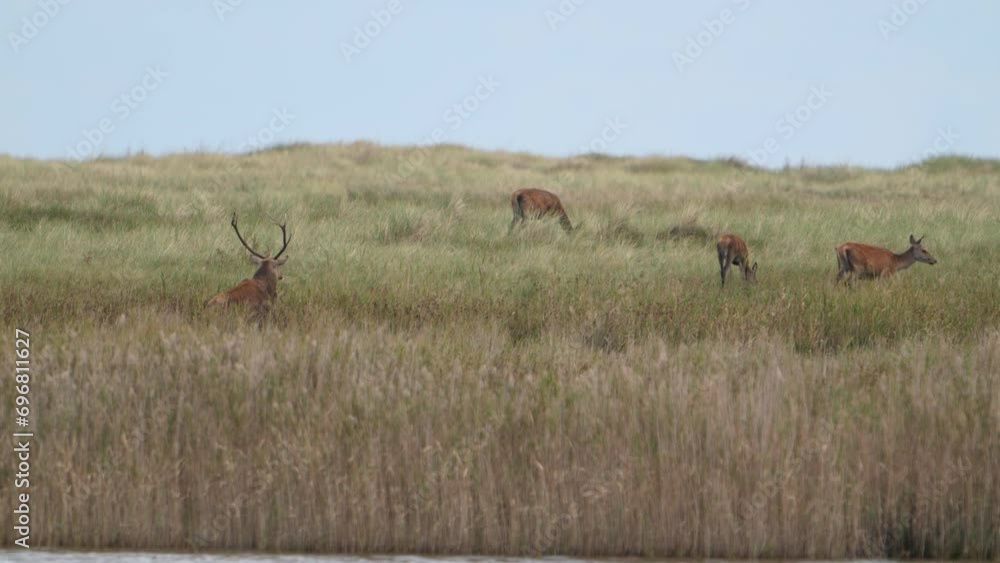 Wildlife - European Deer in rutting season Wildlife - European Deer in rutting season