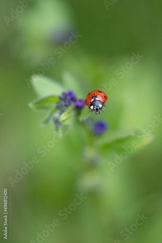 Ladybug on purple coloured flower.
