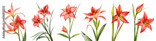Watercolor red flowers isolated on transparent background.  photo