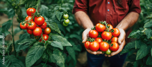 Ripe tomatoes being picked in a closeup shot, symbolizing the farmer's dedication to cultivating nutritious and organic crops during the summer. photo