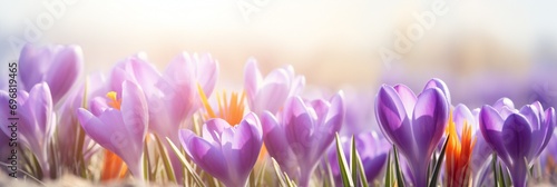 Beautiful Nature Spring Background. First spring flowers. Floral template with blooming purple crocus flowers close-up on blur toned background. Wallpaper Web Banner Copy Space for design, Panorama