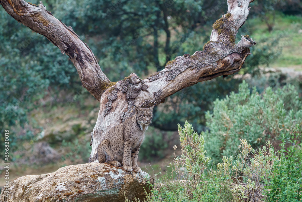 Fototapeta premium Iberian lynx (Lynx pardinus) in the wild