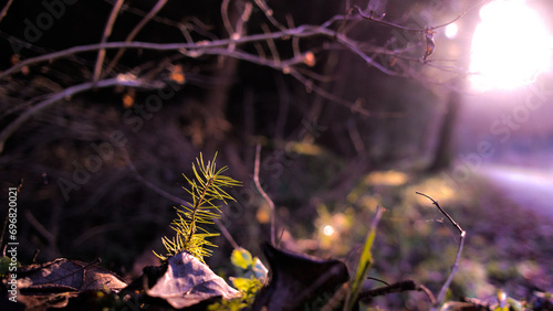 Sonnenstrahlen im Wald beim Schwenninger Moos 2/2, Bokeh