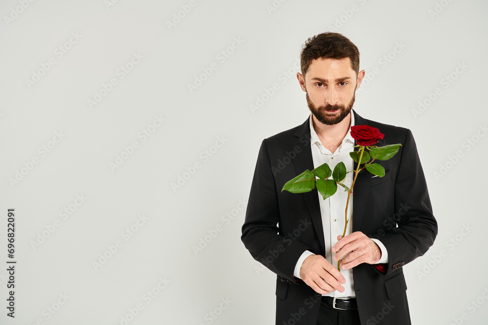 St Valentines day, bearded man in black elegant suit with red rose looking at camera on grey St Valentines day, bearded man in black elegant suit with red rose looking at camera on grey