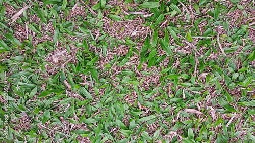 grass background