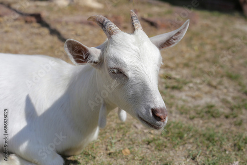 A white goat in farm © Bowonpat