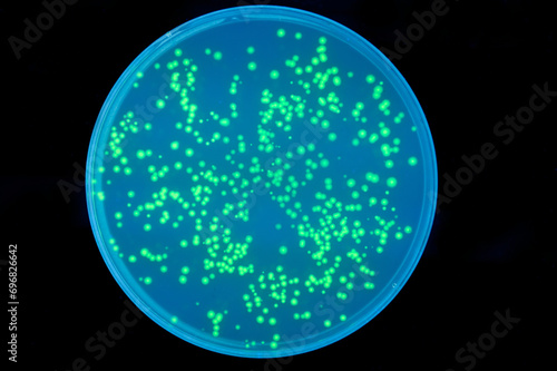 fluorecent bacteria