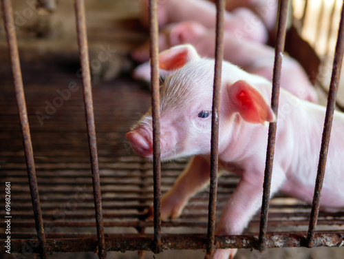 Cuadro en lienzo Cute newborn A week-old piglet  in the pig farm with other piglets, Close-up pig