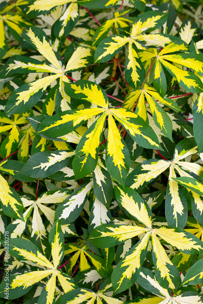 Cassava plant leaves (Manihot esculenta). Green and yellow leaves Cassava plant leaves (Manihot esculenta). Green and yellow leaves