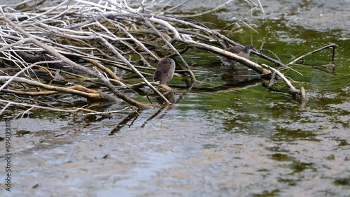 Gallinula chloropus, Young specimens of Moorhen in the river water near their nest placed on a natural dam made of tree branches.
