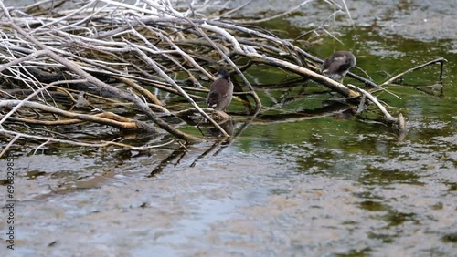 Gallinula chloropus, Young specimens of Moorhen in the river water near their nest placed on a natural dam made of tree branches.
