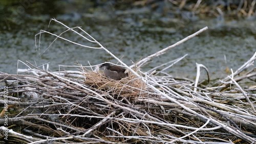 Gallinula chloropus, Young specimen of Moorhen setting up its nest located on a natural dam made of tree branches.
