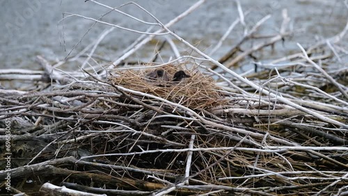 Gallinula chloropus, Young specimens of Moorhen in their nest placed on a natural dam made of tree branches.