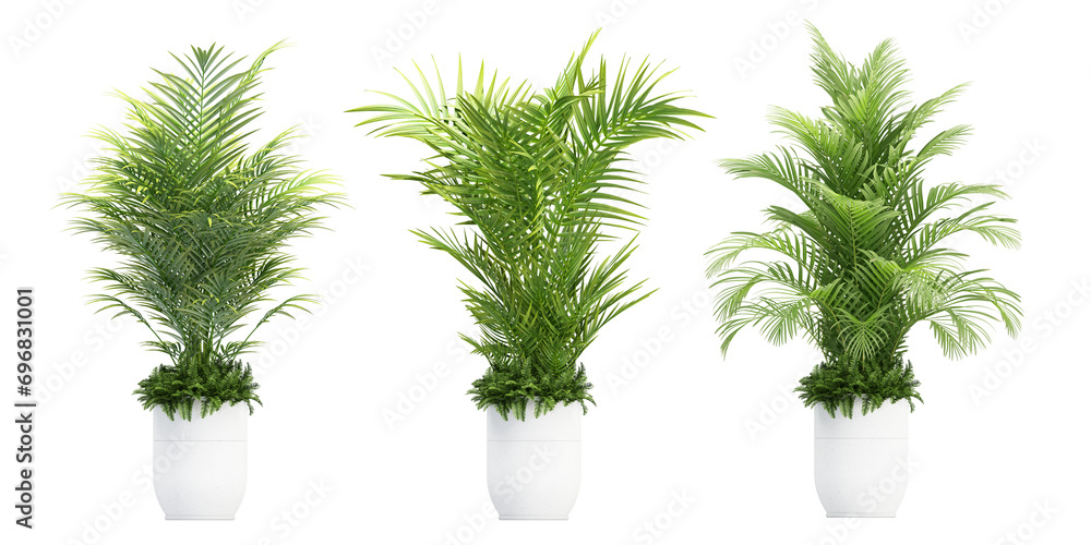 dill and parsley dill and parsley