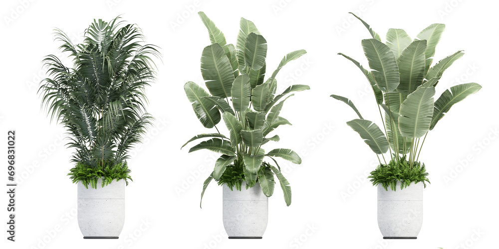 Fototapeta premium plant in a pot
