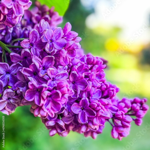 flowers in the garden