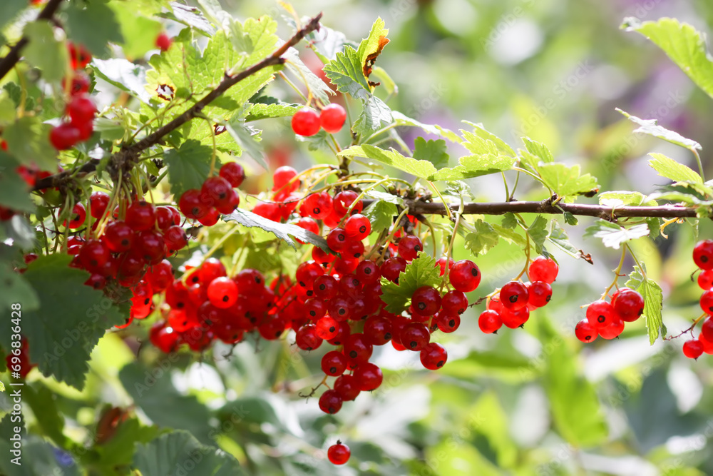 Fototapeta premium Red currant berries in the berry picking season in the countryside.