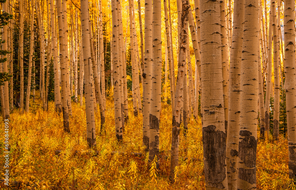 Colorado Fall Aspen Tree Forest Golden Yellow Colors Deep Focus Bark