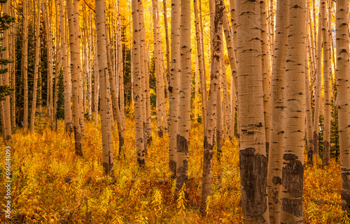 Colorado Fall Aspen Tree Forest Golden Yellow Colors Deep Focus Bark