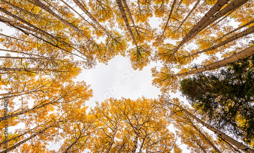 Aspen Trees Fall Colors in Colorado Forest Looking Straight Up Wide Angle Tall White Bark. Yellow Leaves and One Green Pine Tree. photo