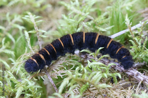 Cateroillar of fox moth, Macrothylacia rubi photo