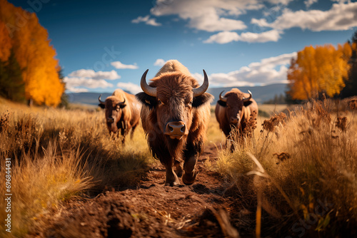 Prairie Gathering Bison Herd in the Wilderness