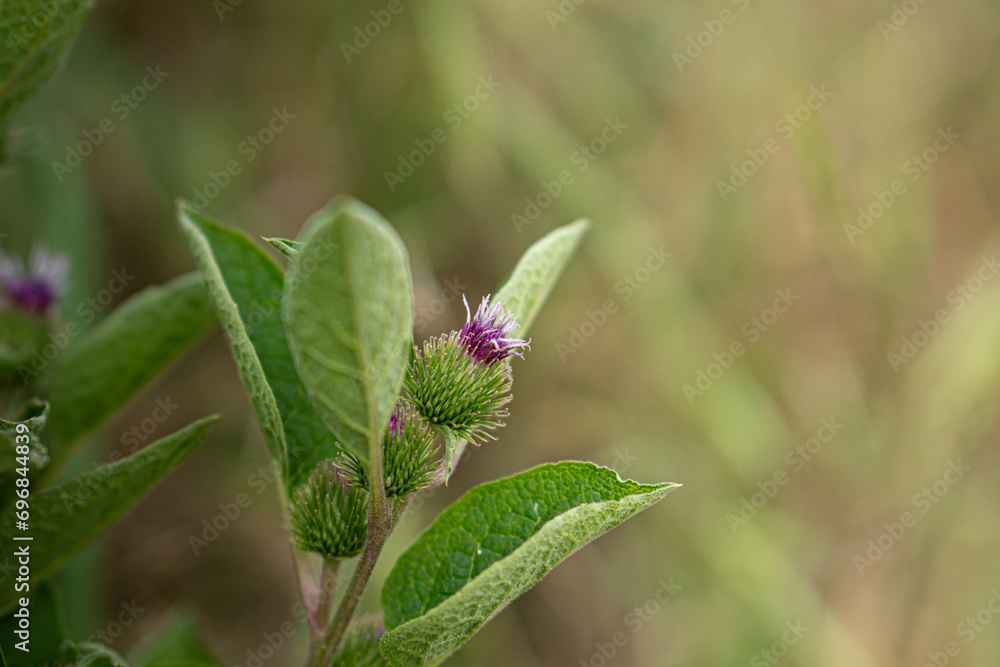 panoramic photo of a flower with a blurred background and space for text
