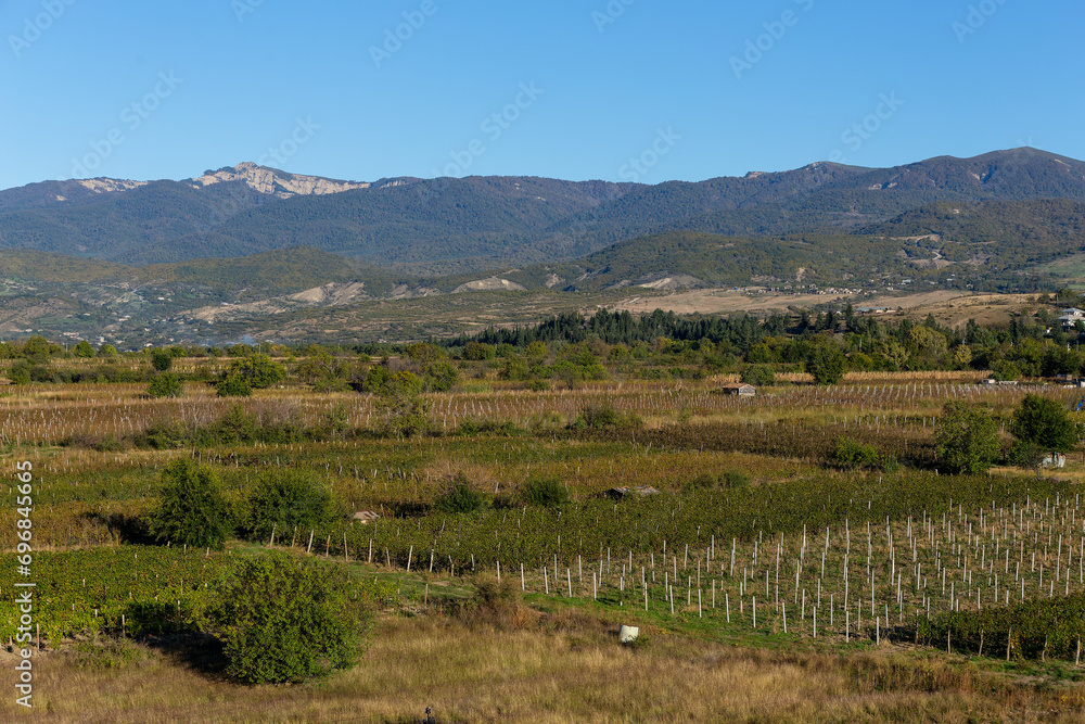 grape plantations in the sun