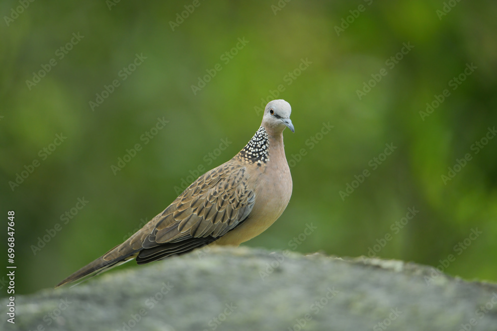 Eastern Spotted Dove on stone birdwatching in the forest Eastern Spotted Dove on stone birdwatching in the forest