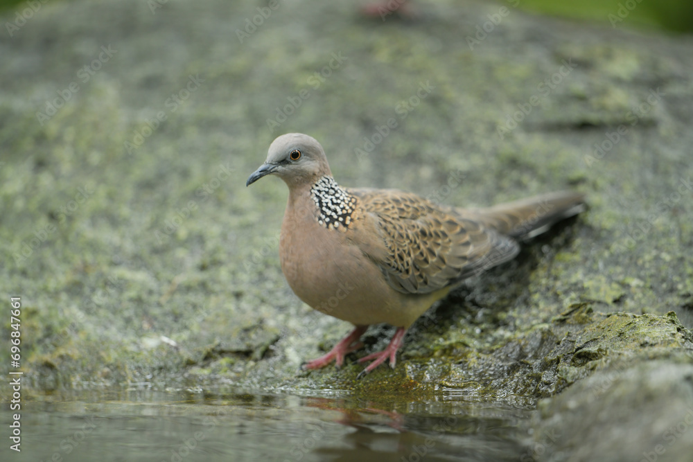 Eastern Spotted Dove on stone birdwatching in the forest Eastern Spotted Dove on stone birdwatching in the forest