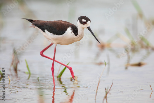 Black-necked stilt (Himantopus mexicanus) in marsh, Kissimmee, Florida, USA