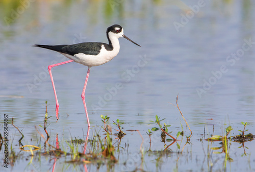 Black-necked stilt (Himantopus mexicanus) in marsh, Kissimmee, Florida, USA