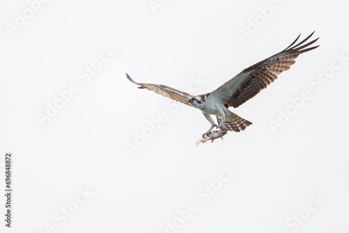 Osprey (Pandion haliaetus) flying with fish at Circle B Bar Reserve, Florida, USA