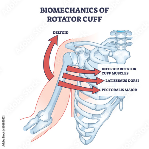 Biomechanics of rotator cuff and skeleton movement anatomy outline diagram. Labeled educational scheme with medical deltoid, inferior muscles and latissimus dorsi posture example vector illustration.