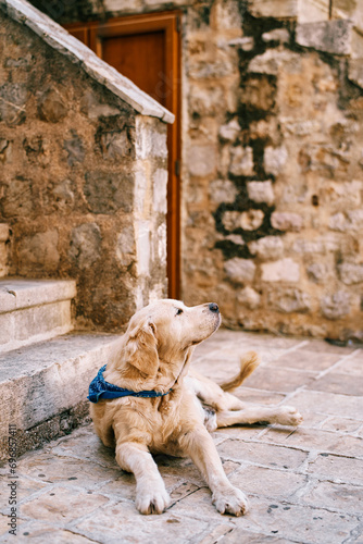 Golden retriever lies on the paving stones near the steps of an old house, turning its head to the side © Nadtochiy