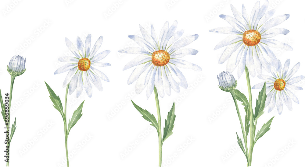 Fototapeta premium Daisy flowers watercolor illustration - floral set isolated on transparent background. Good to use for stickers, packaging, cards