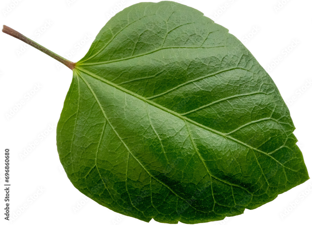 Dark green hibiscus leaf, isolated image, transparent background Dark green hibiscus leaf, isolated image, transparent background