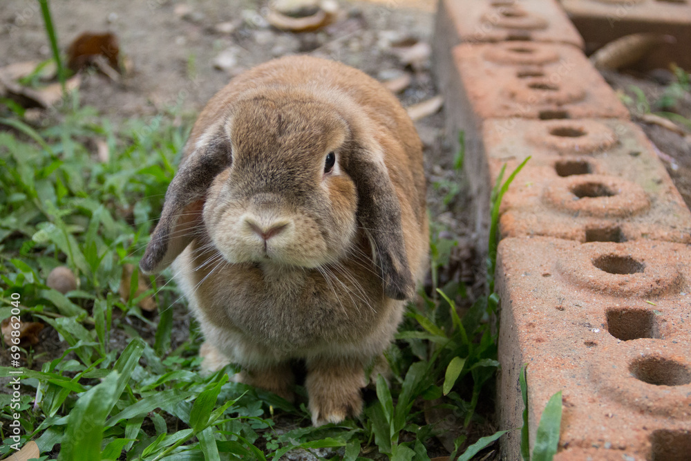 Foto de Cute rabbit with lop ears and chubby brown is resting in garden ...