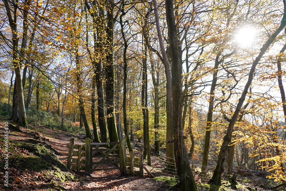 Fototapeta premium View of a wooden gate in the middle of woodland and a footpath