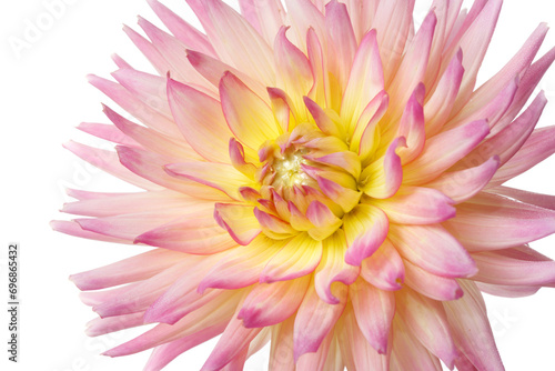 Pink and yellow dahlia flower isolated on a white background.